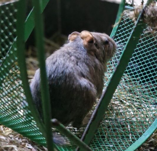 Degus