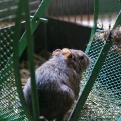 Degus