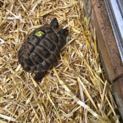 Griechische Landschildkröte