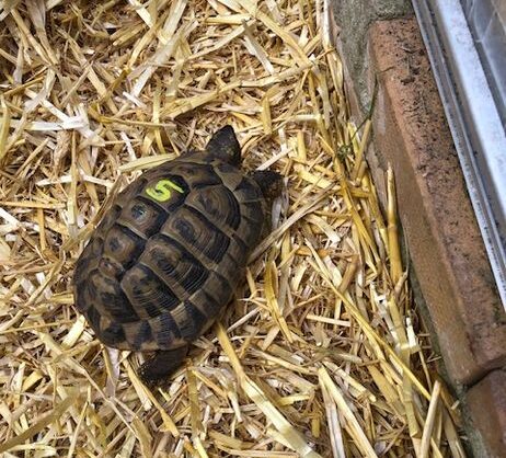 Griechische Landschildkröte