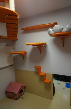 Katzenzimmer