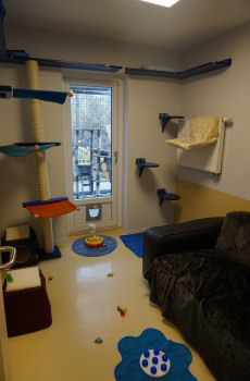 Katzenzimmer