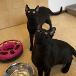 Mika und Panther