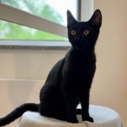 Mika