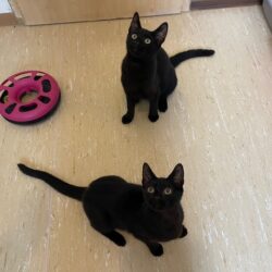 Mika und Panther