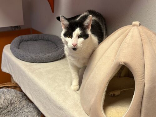 Merlin sucht ein Zuhause mit Freigang - Tierheim Hersbruck