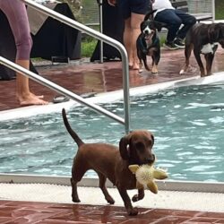 Hundebadetage 2026